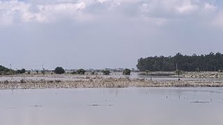 #crop #destroy #flood #yamuna #yamuna #haryana #govt #temple #viralvideo #famous #viralshorts