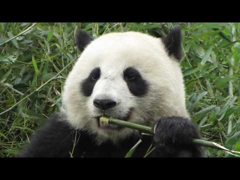 Ari - Animal Rap - Giant Panda