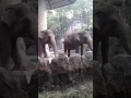 Cap Gajah