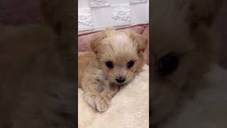 ハーフ犬の動画01