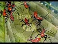 Mystery Bugs Invades Blackeyedpeas Catshobbycorner