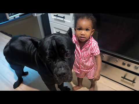 Everyone Said This Cane Corso Was Too Aggressive—Until They Saw What He Does for This Baby