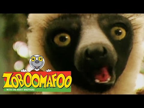 🐒 Zoboomafoo 🐒 102 | Eye Spy - Full Episode | Kids TV Shows