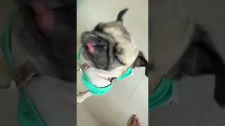 アヒルが大好きすぎるパグ #shorts #pug #犬 #vlog
