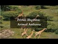 Primal Rhythms: Animal Anthems • 4k Video UltraHD