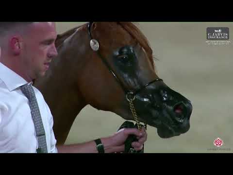 N 69 D SAMAHAH   Abu Dhabi International AHC 2023   Fillies 2 3 Years Old Class 2C