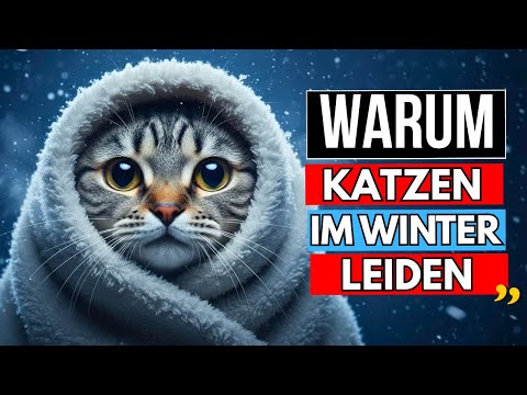8 von 10 Katzen leiden im Winter – nur weil ihre Besitzer diese Punkte übersehen!