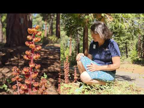 Pinedrops with Virtual Docent Jo Ann