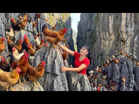 TIMELAPSE -- Harvesting Giant Wild Chickens on a Cliff & Transporting by 3-Wheeled Truck, Go to Sell