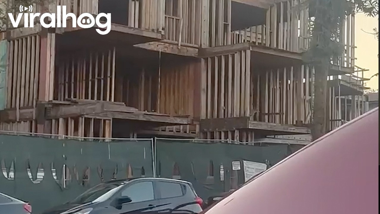When 100 Coyotes Move in Next Door || ViralHog