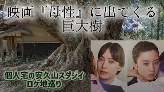 【安久山のスダジイ】2022年公開の映画『母性』重要なシーンの巨大樹(大シイ)を見に行ったよ! 千葉県匝瑳市安久山 2026/03