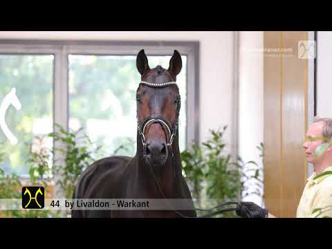 Verden Stallion Licensing 2021 - Dressage -  Nov. 4-6 - No. 44 Stallion by Livaldon - Warkant