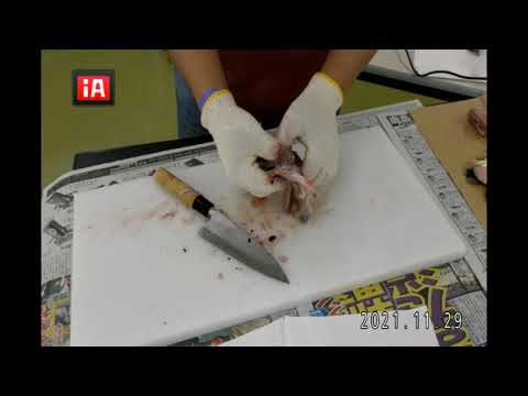 発酵食品学科 フグ捌き　2A