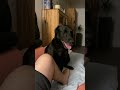 MY DOG ELMO CAN DANCE Short Funny