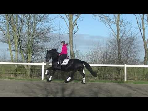 Stal Okkema's Sjirkje v. Bikkel drachtig van Teun