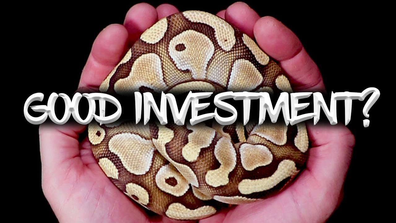 Are Ball Pythons a Good Investment?