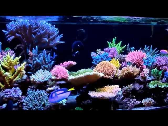 Krzysztof Tryc's reef tank, November 2014