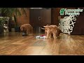 Mixed Breed dogs for sale: Otto  - Video 1