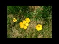 PLANTS FLOWERS IN DIFFERENT SEASONS