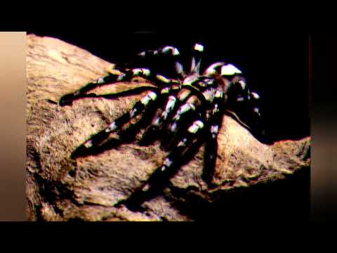 Agressive Tarantula Spiders 23/09/22 September 23,2022 - #animals #spiders #reptiles