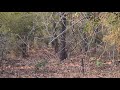 Spot The Tiger Tiger Comuflage Bandhavgarh National Park Chota Bheem Tiger