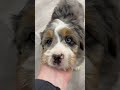 Mini Bernedoodle dogs for sale: Max - Blue Eyes - Video 1