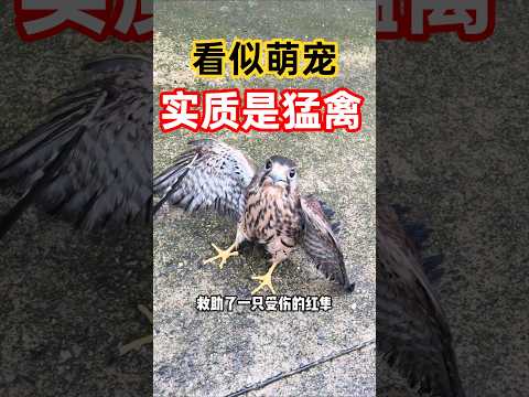 救助了一只萌宠，实质是猛禽！空中悬停，精准索命，它最爱蹭你的饭！ #红隼 #动物科普 #救助 #野生动物 #全球看点