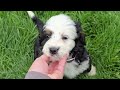 Mini Bernedoodle dogs for sale: Landry - Video 1
