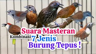 Download lagu MASTERAN KASAR ! Kombinasi suara 7 jenis burung Tepus ! suara burung kicau mp3 Download lagu MASTERAN KASAR ! Kombinasi suara 7 jenis burung Tepus ! suara burung kicau mp3