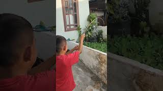 Download lagu #mancing #toman #snakehead #micropeltes #fishing #dalag mp3 Download lagu #mancing #toman #snakehead #micropeltes #fishing #dalag mp3