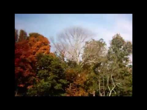 Time-lapse of Leaves Changing Color