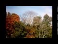 Time-lapse of Leaves Changing Color