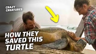 This Couple Rescued a Massive Turtle in Peril