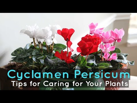 Cyclamen Persicum: Tips for Caring for Your Plants
