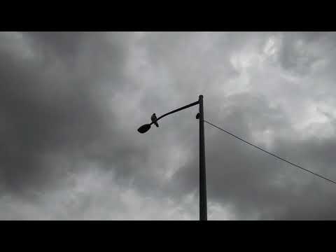 Adult Red Tailed Hawk on top of the lamppost since Tuesday, November 20, 2018