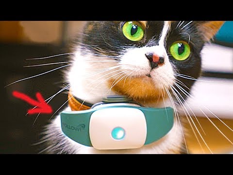 6 Super-Gadgets für Katzen