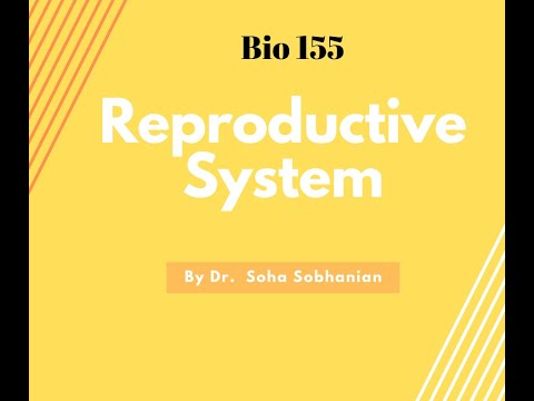 Reproductive System Part 1 (Biology 155)