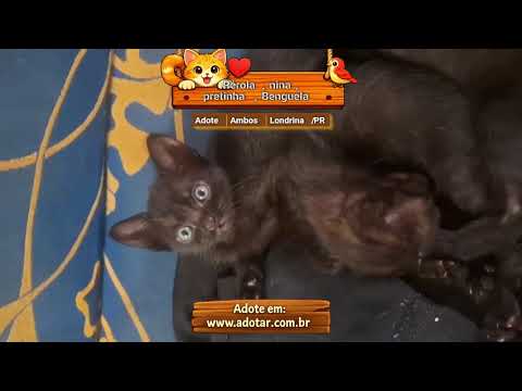 Vídeo de Pérola, nina, pretinha, Benguela 