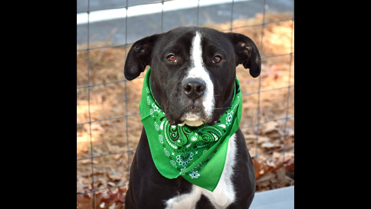 Carter, a Adoptable American Staffordshire Terrier in Cranford, NJ video 6/6