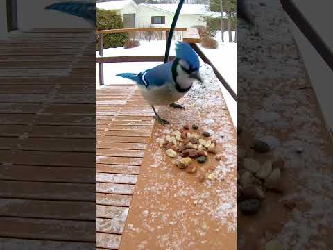 East Coast Blue Jay Sound