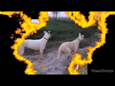 #tauseefjutt # nice video for(3)