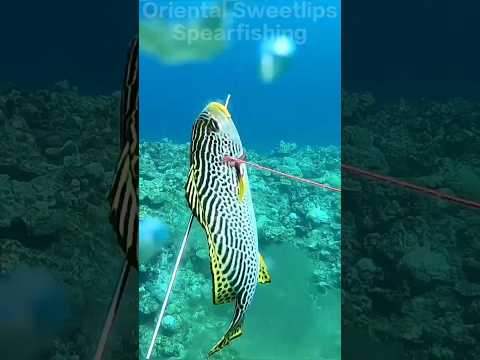 Oriental Sweetlips Spearfishing | good shot | Spearfishing Catch and sell
