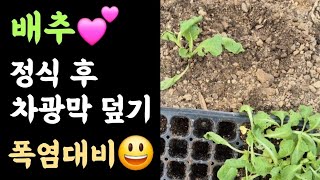 배추???? 정식 후 차광막 덮기(폭염 대비)