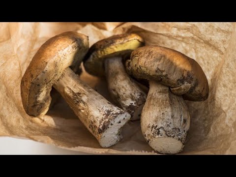 Analisi di parassiti intestinali Lyambliya e obesità