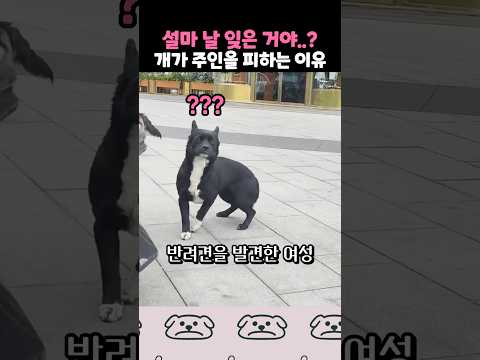 오랜 길거리 생활로 주인을 잊은 개
