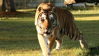 preview picture of video 'Big Cat Rescue - Making a Difference!'