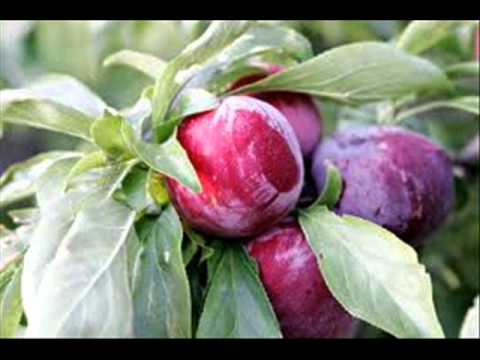 Islamabad aur Potohar sara saal apnay fruits Dr Ashra