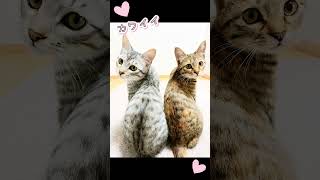 紹介動画 #ねこのいる暮らし #動画初心者