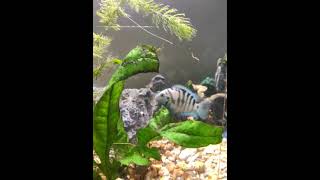 Convict Cichlid Fishes Videos