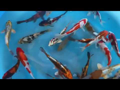 YAM-JKS-01 Tosai Mix Yamasan Koifarm